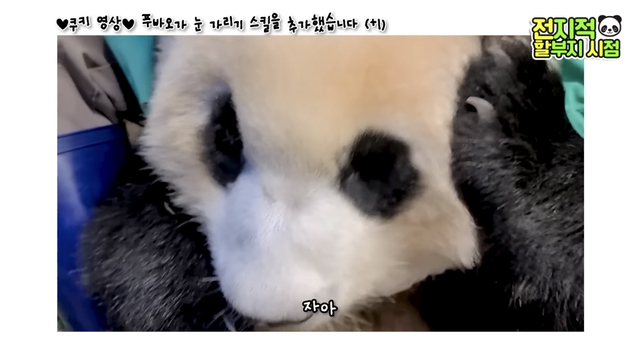 푸바오가 눈 가리기 스킬을 추가했습니다(+1)🐼 | 인스티즈