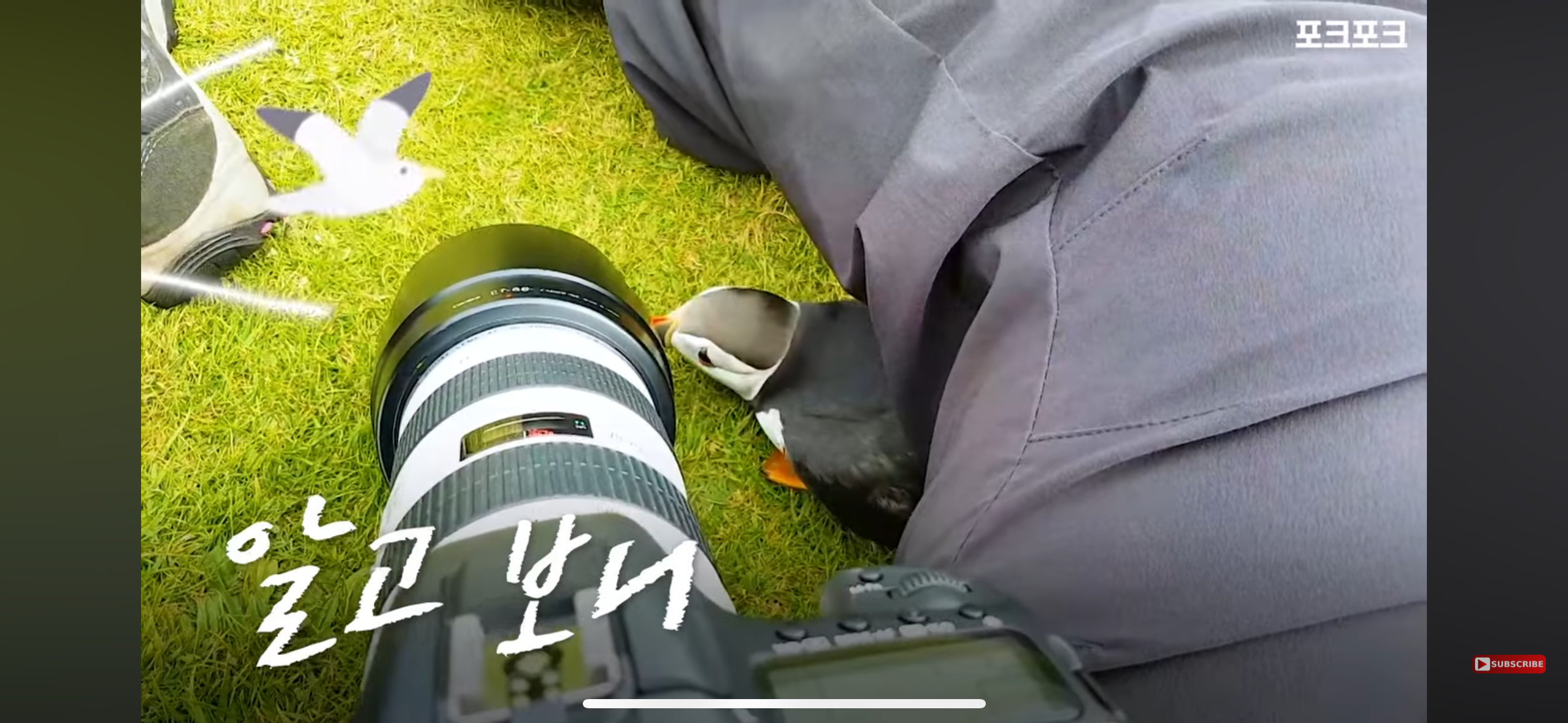 갑자기 사진작가에게 다가온 퍼핀 | 인스티즈