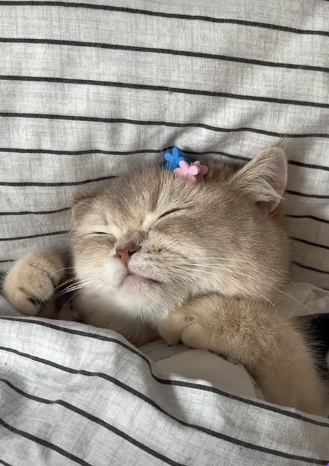 잠투정하는 고양이 | 인스티즈