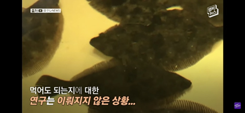 방사능 오염수에서 자란 맛 좋은 일본 광어 | 인스티즈