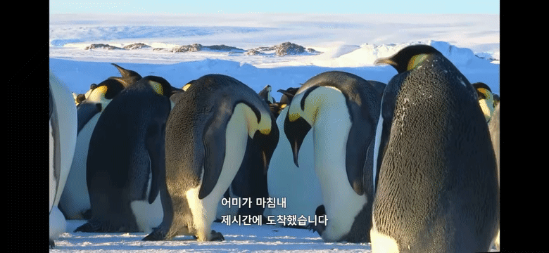 펭귄이 자신의 남편/아내와 자식을 구분하는 법 .jpg gif | 인스티즈
