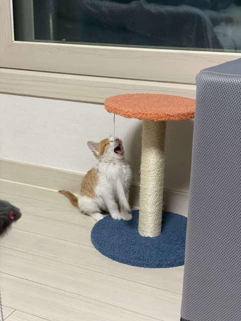 냥줍한지 한달 된 우리 고양이 보고가~!~! | 인스티즈