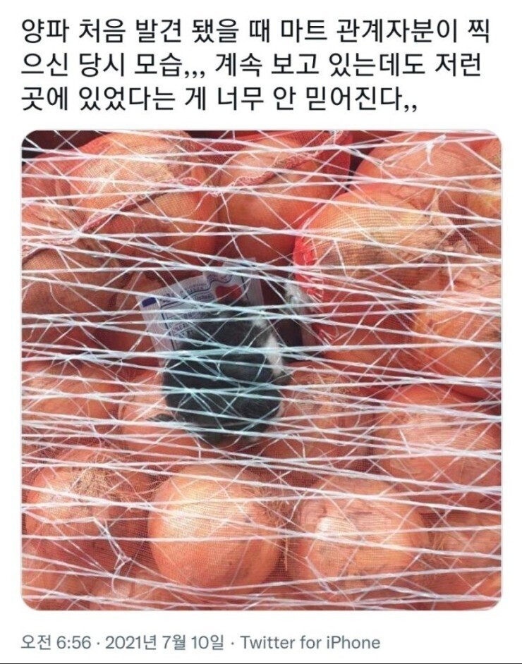 배달 온 양파망 사이에 새끼 고양이가 발견됐어요 | 인스티즈