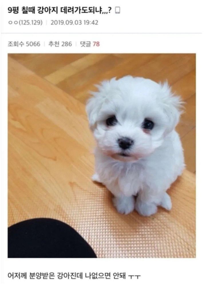 시험보는데 강아지 데려가도 되니?? | 인스티즈