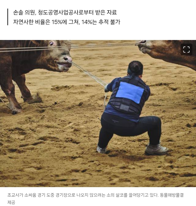 피 흘리며 싸우다 부상…소싸움 끝난 뒤 10마리 중 7마리는 도축됐다 | 인스티즈