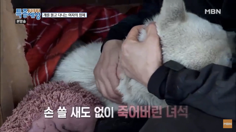 당신이 버린 강아지는 어떻게 되었을까 | 인스티즈