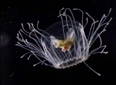 "자연사"가 존재하지 않는 생물 | 인스티즈