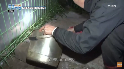 당신이 버린 강아지는 어떻게 되었을까 | 인스티즈