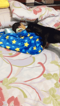 아기 이불 덮어주는 댕댕이ㅠㅠㅠㅜㅠㅠㅠ.gif | 인스티즈