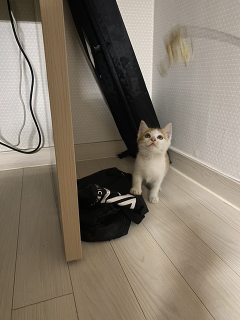 냥줍한지 한달 된 우리 고양이 보고가~!~! | 인스티즈