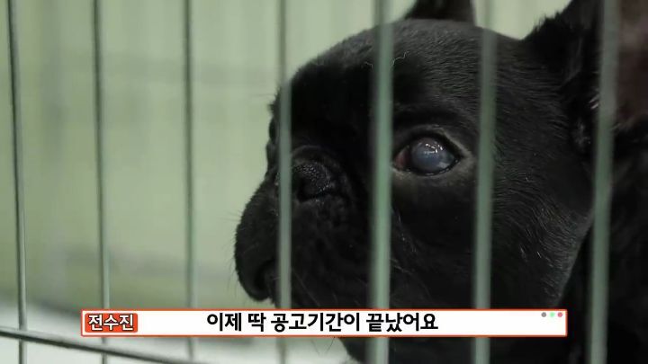 교통사고난 유기견 입양한 설채현 수의사 그리고 윙크 근황😉 | 인스티즈