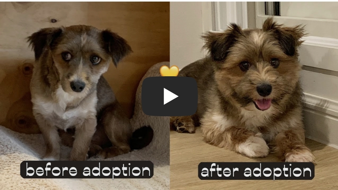 유기견 입양전후 변화. 겁많은 강아지의 100일간 브이로그 | 인스티즈