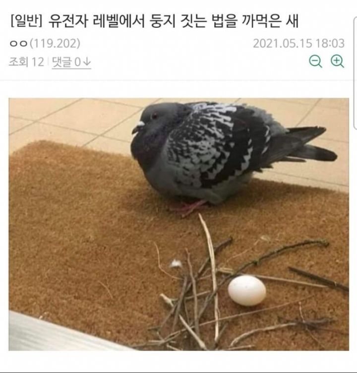 둥지 이미지