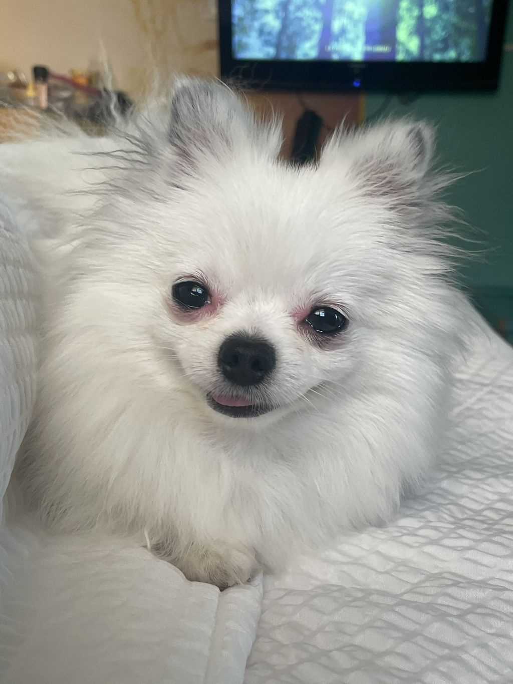 양파냄새 매워서 눈 감고있었는데 옆에보니까.twt | 인스티즈