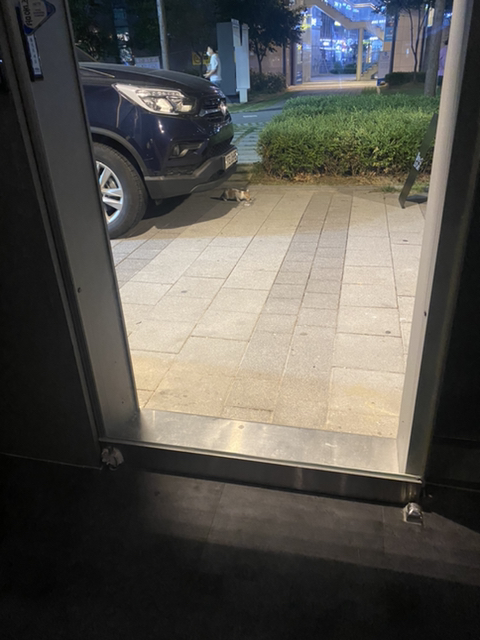 냥줍한지 한달 된 우리 고양이 보고가~!~! | 인스티즈