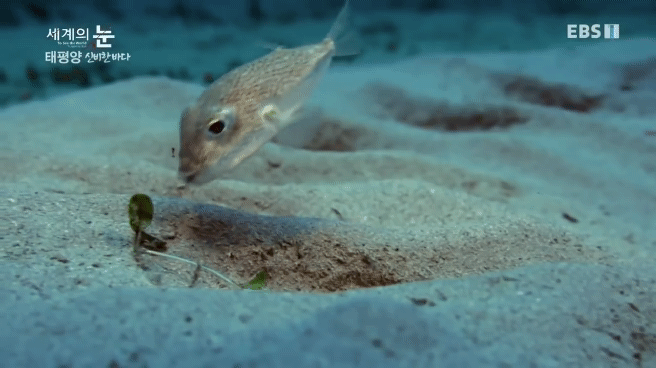 정말 흥미로운 과학자들이 12년만에 밝혀낸 바다속 신비한 문양의 비밀.jpgif | 인스티즈