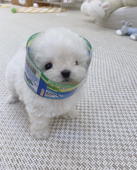 내 반려동물이 사람(내 자식)으로 환생했을 때 못된 말해도 사랑해줄수 있을것 같은지 말해보는 달글 | 인스티즈