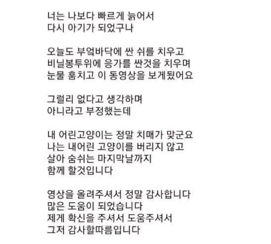치매 고양이 키우는 집사 영상에 달린 댓글 | 인스티즈