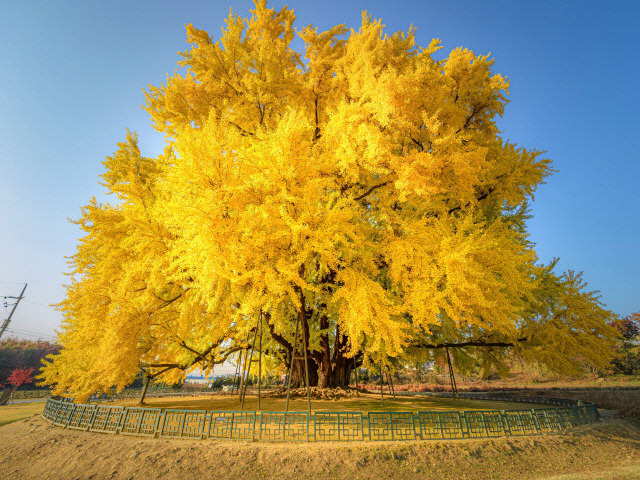 나무가 너무 영험하게 생겨서 붙여진 경고문 | 인스티즈