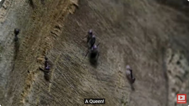 거대한 수조에 열대우림 환경을 조성해놓으면 생기는 일 - 4 | 인스티즈