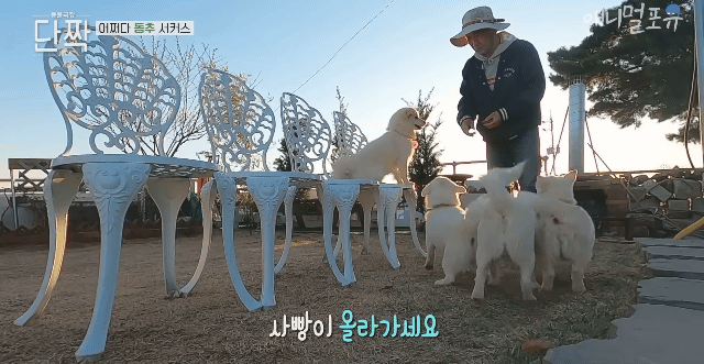 겁나 재밌게 사는 할아버지와 냥댕이들ㅋㅋㅋ.gif | 인스티즈