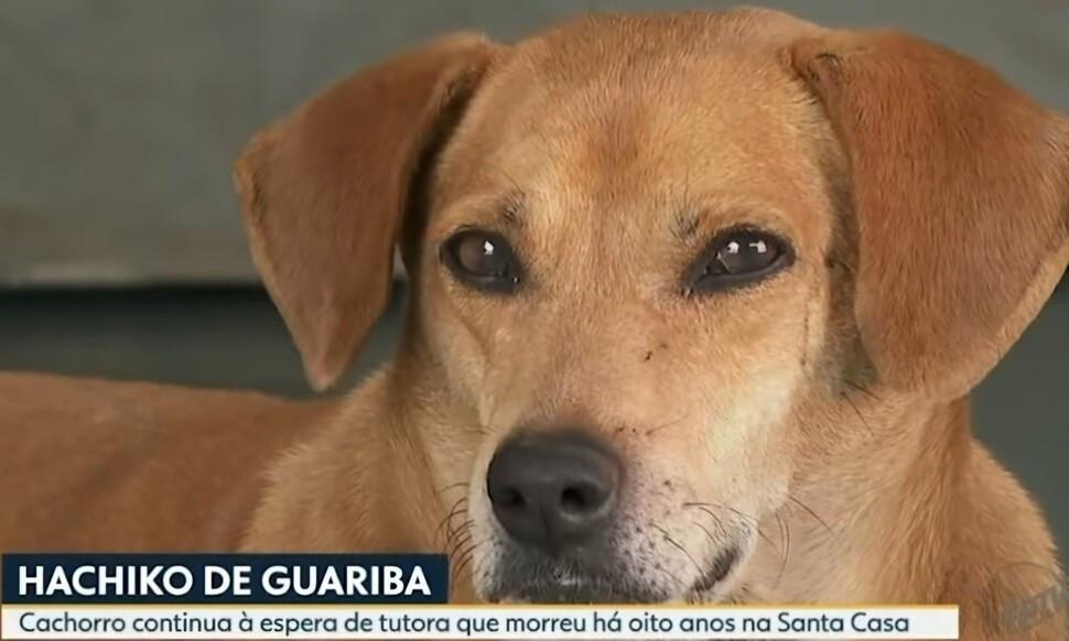 보호자 숨진 병원 8년째 지킨 반려견, 돌려보내도 다시 와 | 인스티즈