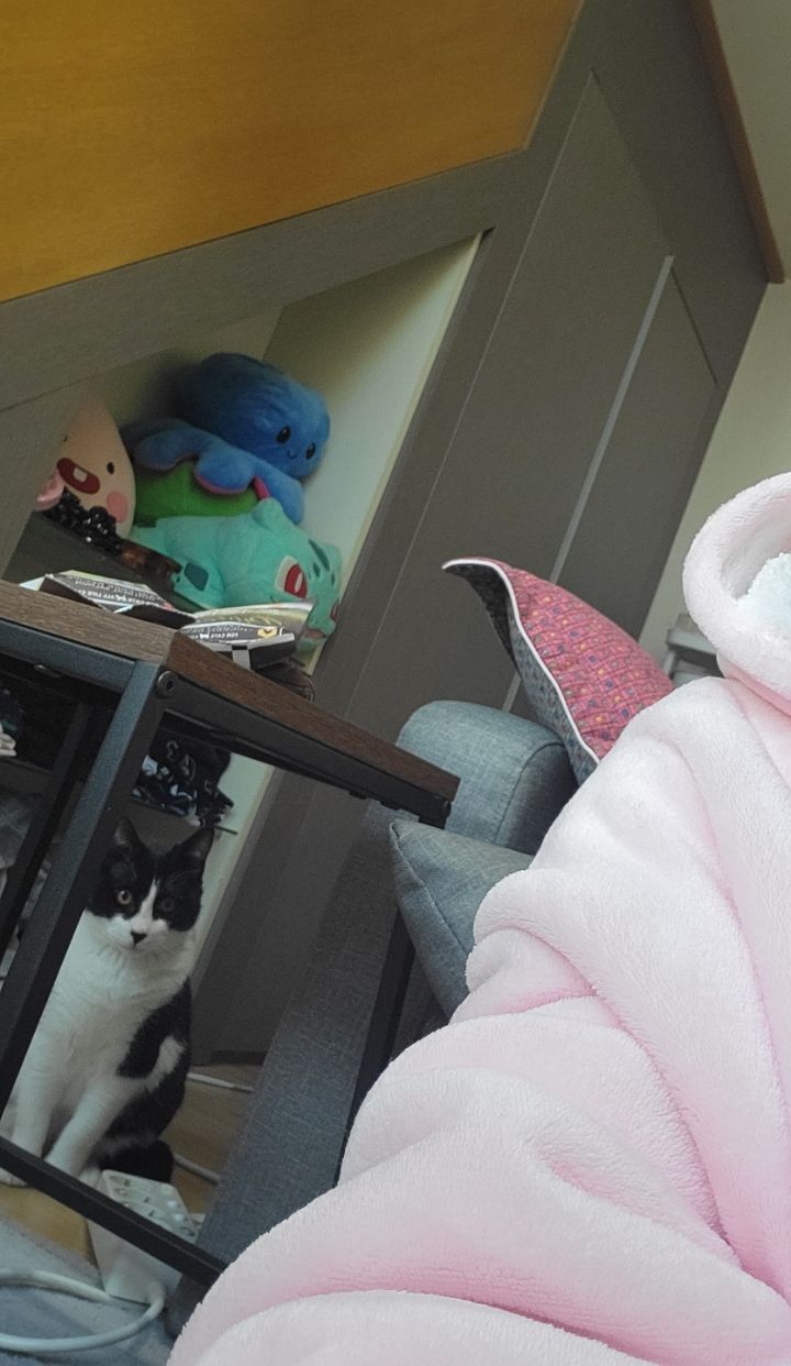 몰래 훔쳐보는 고양이 모음집 | 인스티즈