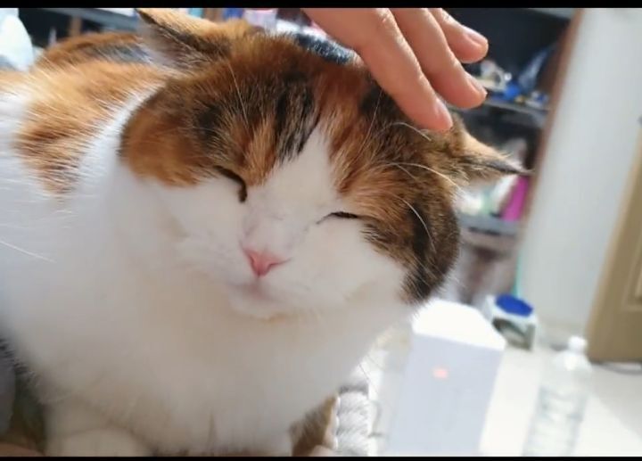 쓰다듬받을 준비하는 고양이.twt | 인스티즈