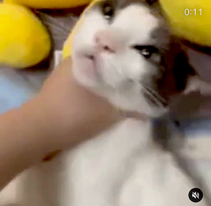 디씨인사이드 야옹이 갤러리 역대만행정리 (잔인함 주의) 사진 | 인스티즈