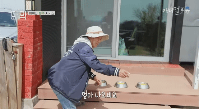 겁나 재밌게 사는 할아버지와 냥댕이들ㅋㅋㅋ.gif | 인스티즈