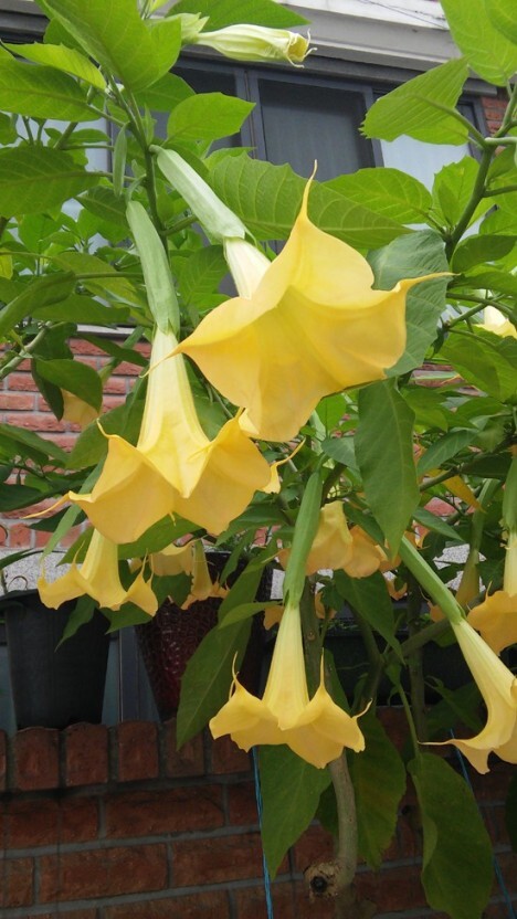 특이하게 바닥을 향해 피는 꽃.jpg | 인스티즈