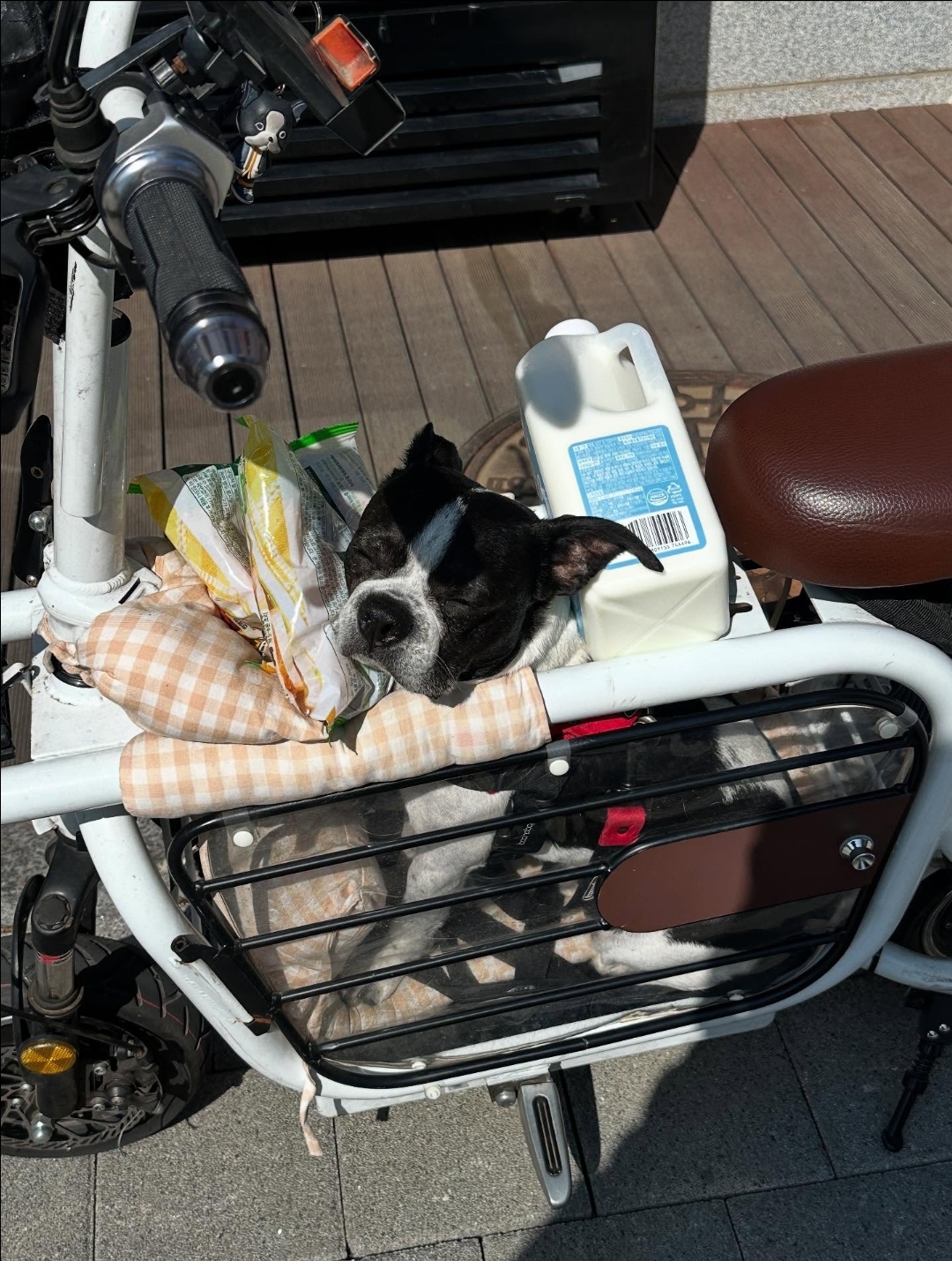 🐶: 강아지 유아차가 뭐라고 생각해? | 인스티즈