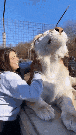 호랑이가 큰 고양이라는증거 | 인스티즈