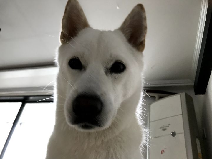 우리집 개 자는거 보실분? | 인스티즈