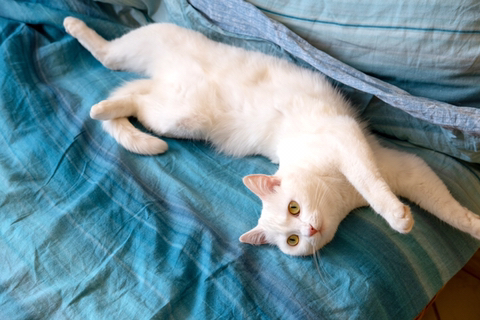 고양이가 쭉쭉 기지개를 켜는 이유 | 인스티즈