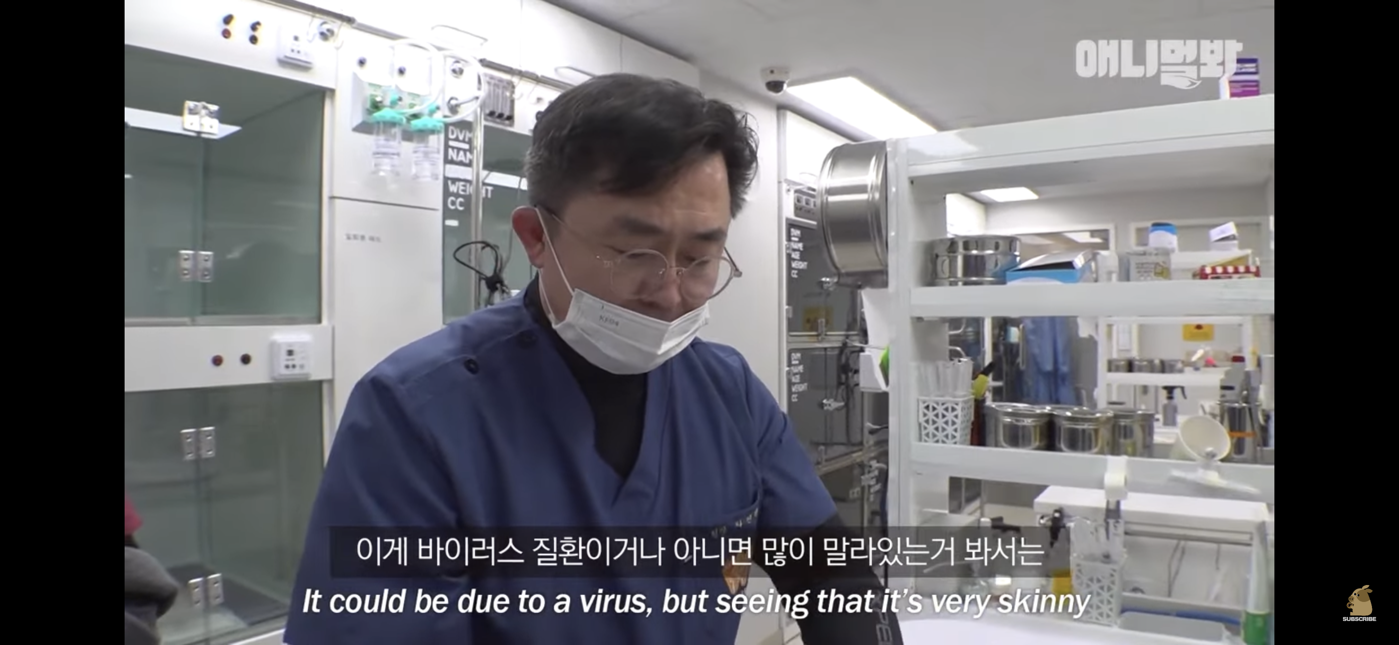 경기도 김포시 마송 휴먼시아 10단지 아파트내에 집단으로 유기된 노르웨이숲 고양이 | 인스티즈