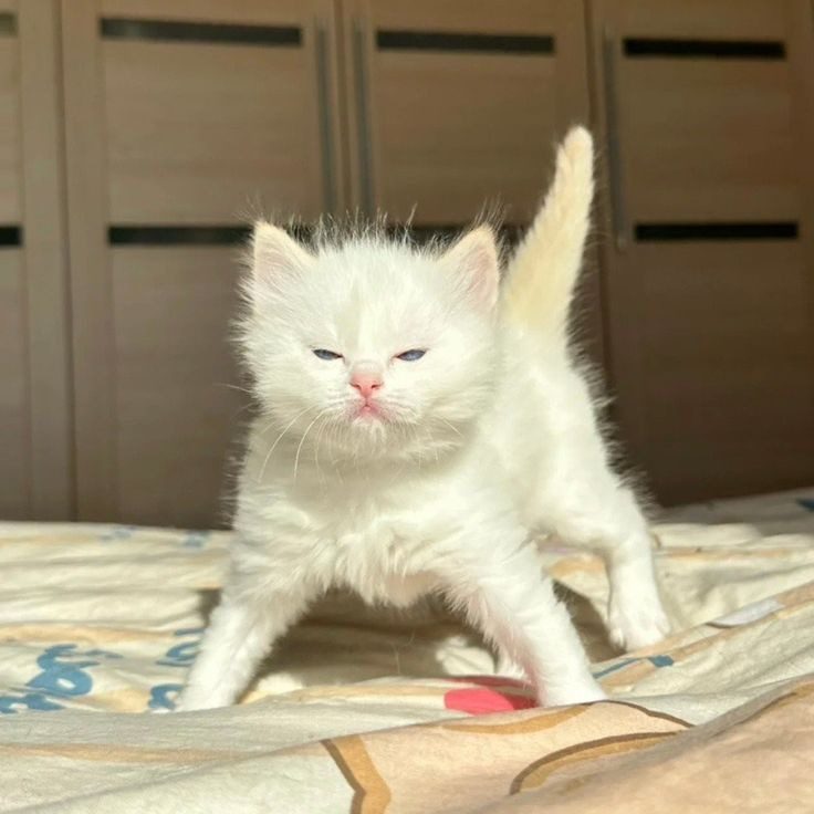 왜 새끼고양이들은 지능이없게생겼는지 궁금한달글.jpg | 인스티즈