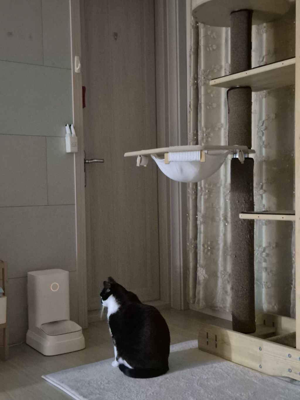 냥이 밥시간 | 인스티즈