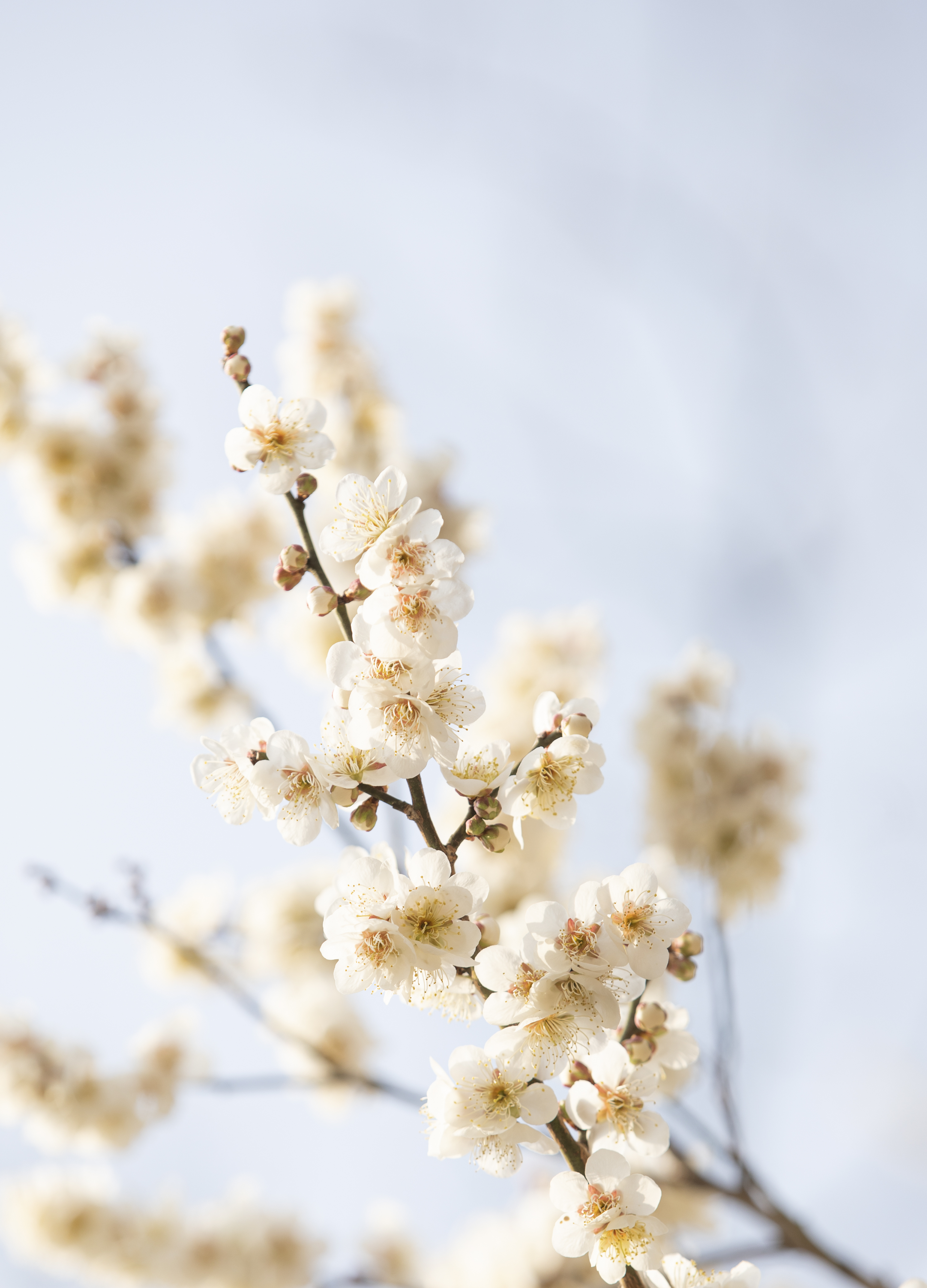 국립산림과학원에서 올려준 배경화면용 매화 사진.jpg | 인스티즈