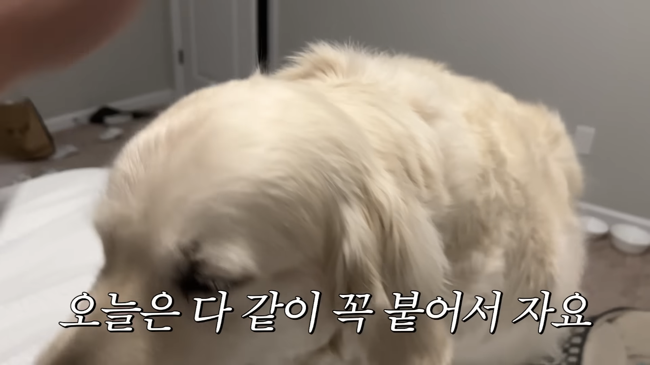 미국 이민갔는데 집에서 곰 나옴… | 인스티즈