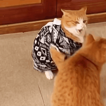 [매탈남] 매콤하게 생긴 고양이 | 인스티즈