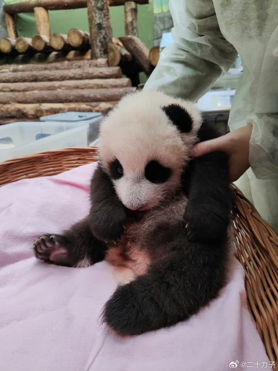 신기하게 국적(?)이 보이는 판다들 | 인스티즈