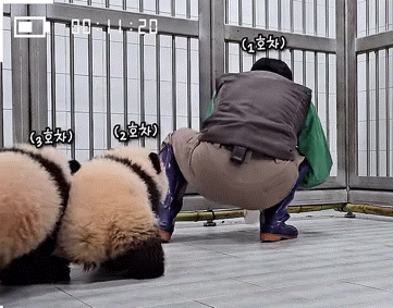 2인조로 할부지 괴롭히는 루이후이바오.gif | 인스티즈