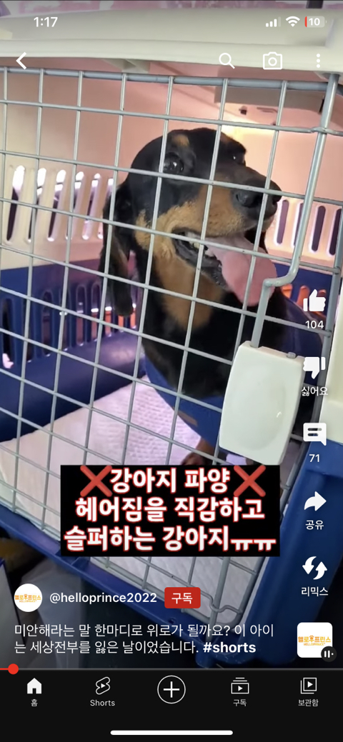 아이가 태어나서 파양되는 강아지 모습 | 인스티즈