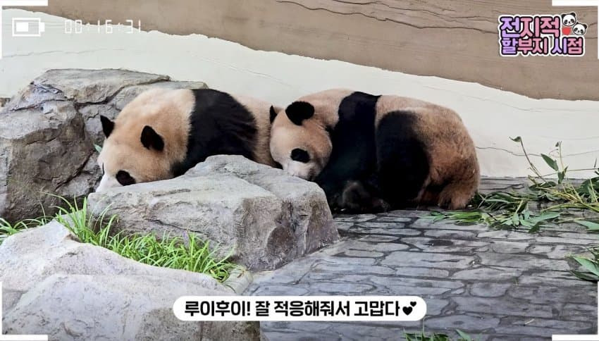 서로 알콩달콩 사이좋은 루이 후이바오 🐼 | 인스티즈