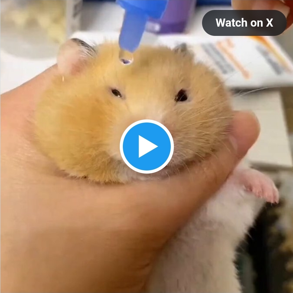 안약 넣는 햄스터 | 인스티즈