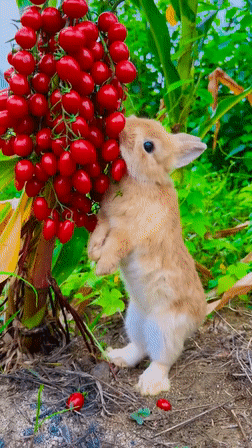 토끼 과일 먹방 | 인스티즈