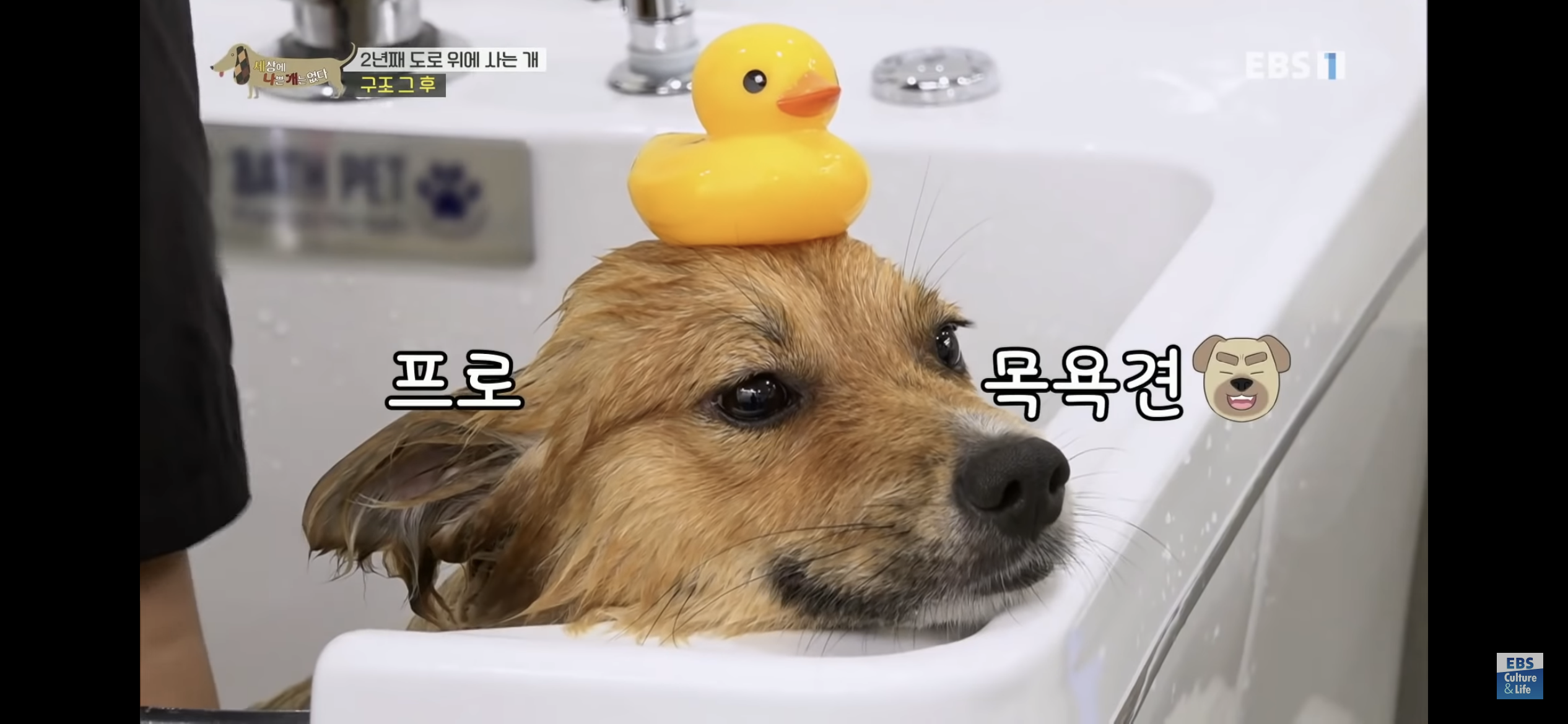 2년동안 도로 위에서 위험하게 생활했던 유기견 마루 | 인스티즈