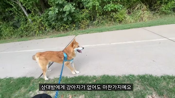 미국에서 강아지 산책 시키다 어느 한국인이 욕 먹은 이유 | 인스티즈