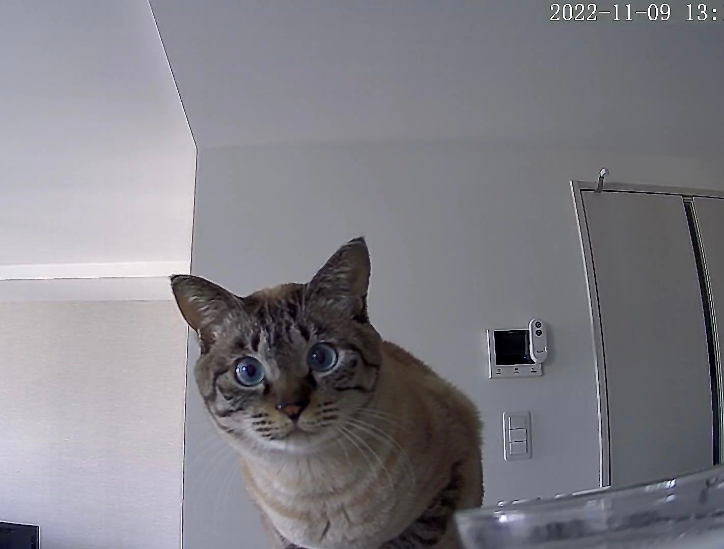 집사가 사료 보충하는 거 깜빡하고 출근해서 펫카메라에 항의하는 고양이.jpg | 인스티즈